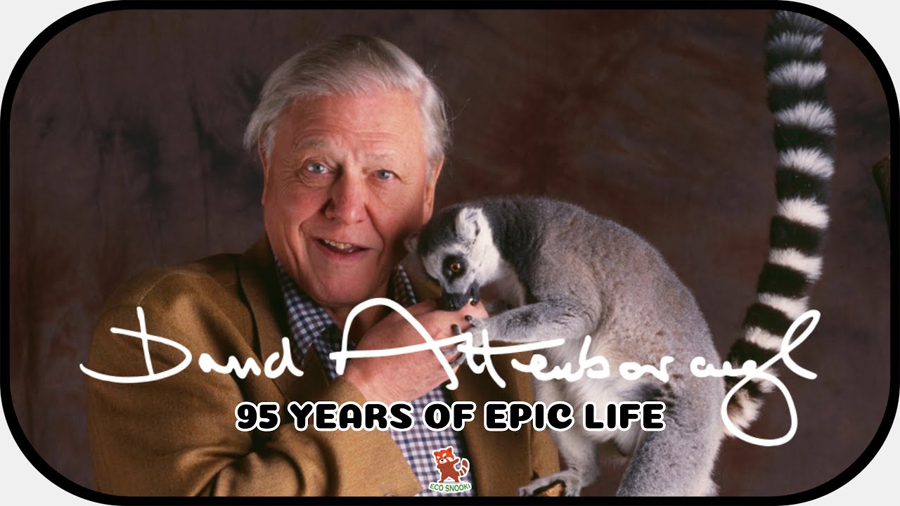 Sir David Attenborough - The man who brought the natural world to our homes
